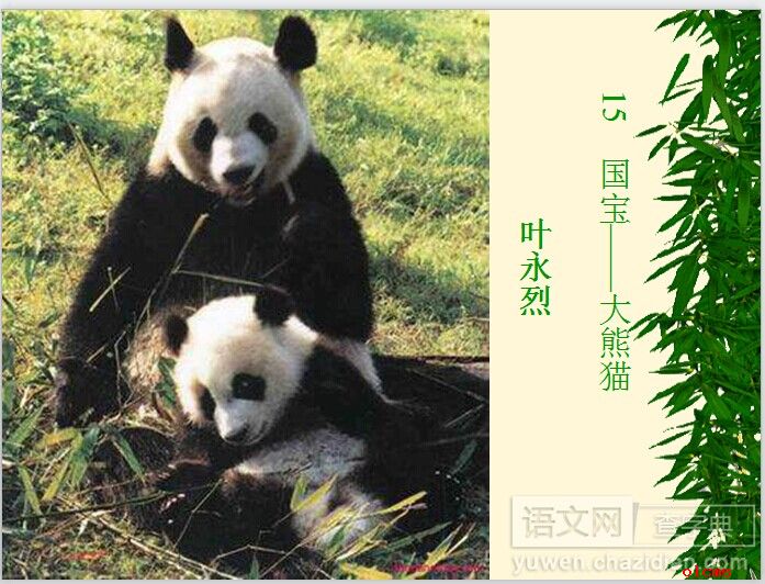 国宝——大熊猫课件
