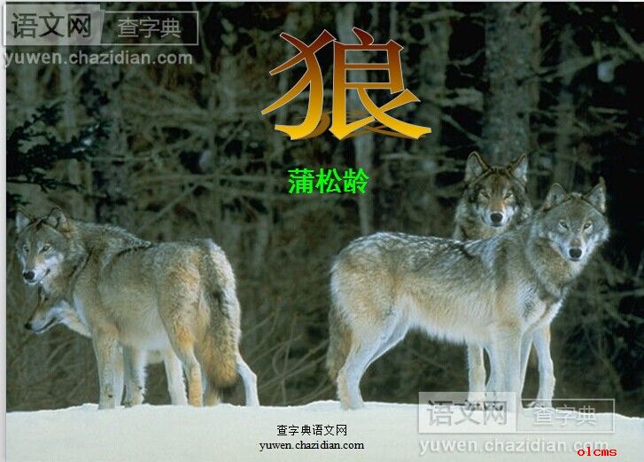  《狼》课件