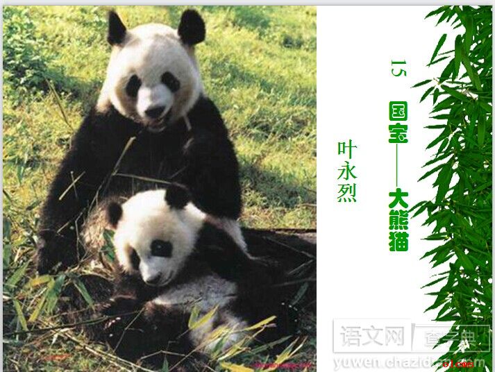 语文国宝——大熊猫课件