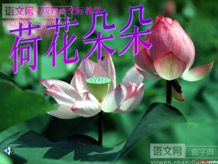 荷花PPT