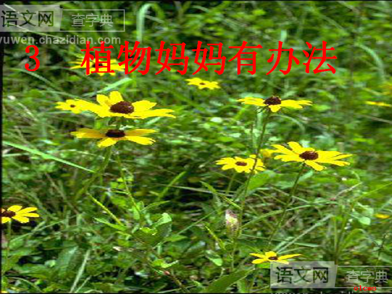 植物妈妈有办法PPT