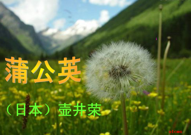 蒲公英课件ppt