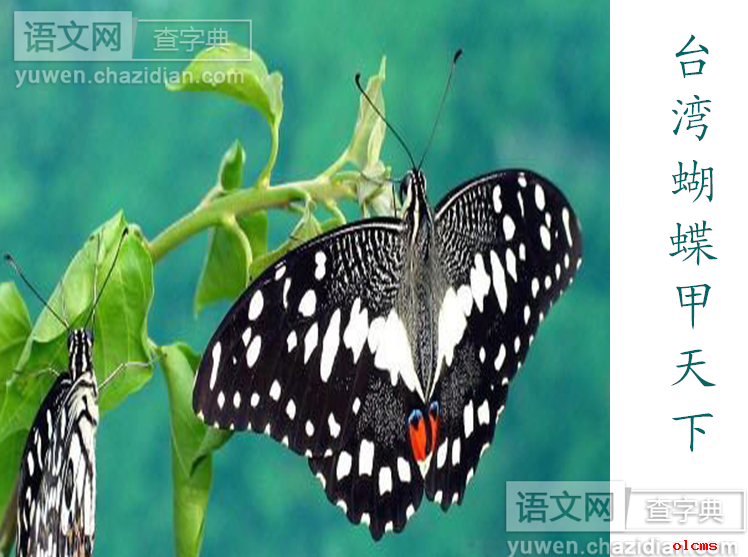 台湾蝴蝶甲天下图片
