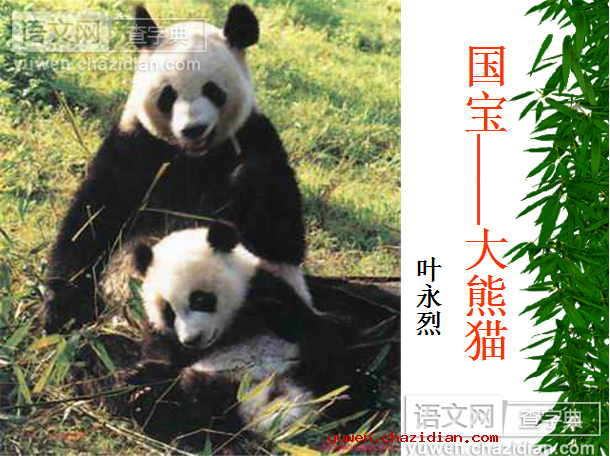 大熊猫教案课件