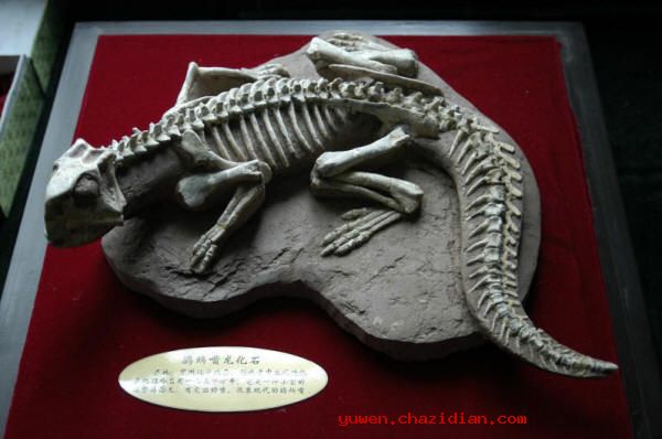 镰刀龙图片化石图片